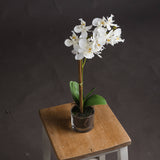 Harmony White Potted Orchid - Lacona Home 