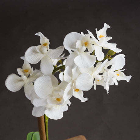 Harmony White Potted Orchid - Lacona Home 