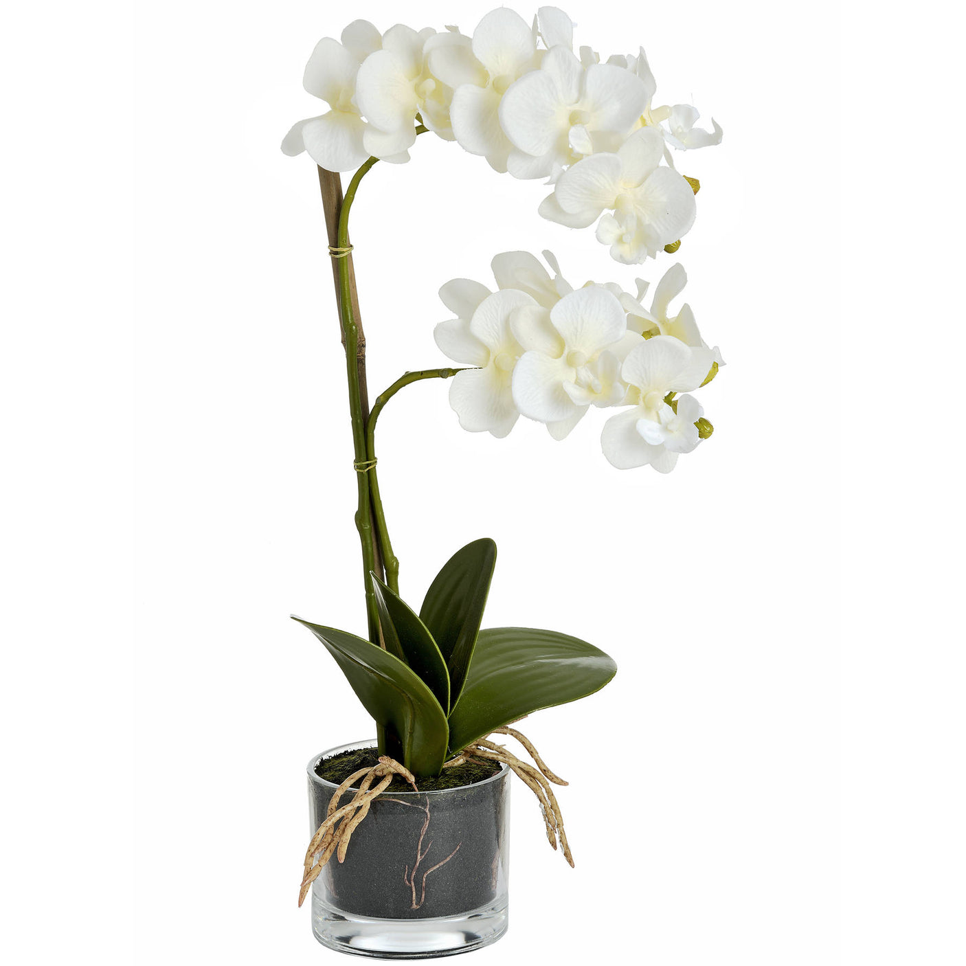 Harmony White Potted Orchid - Lacona Home 