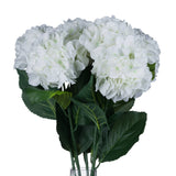 White Small Head Hydrangea - Lacona Home 