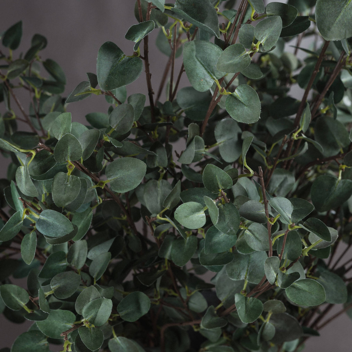 Tall Eucalyptus Stem - Lacona Home 