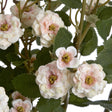 Cream Wild Meadow Rose - Lacona Home 