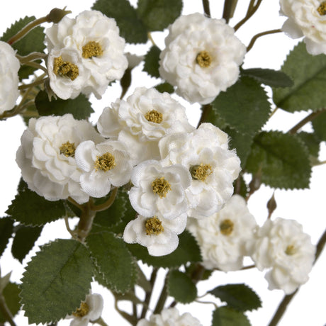 White Wild Meadow Rose - Lacona Home 