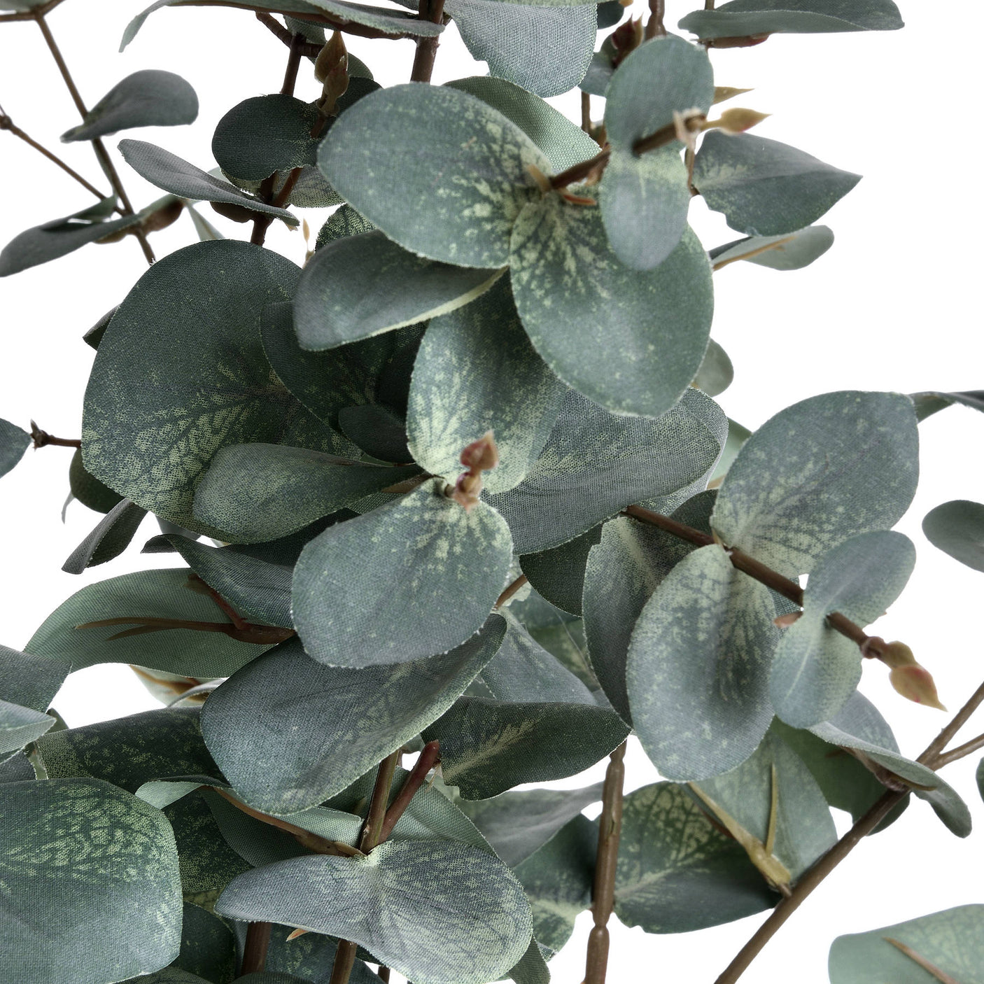 Variegated Eucalyptus - Lacona Home 