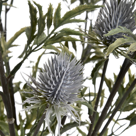 Eryngium Blue Thistle - Lacona Home 