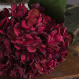 Autumn Ruby Hydrangea - Lacona Home 