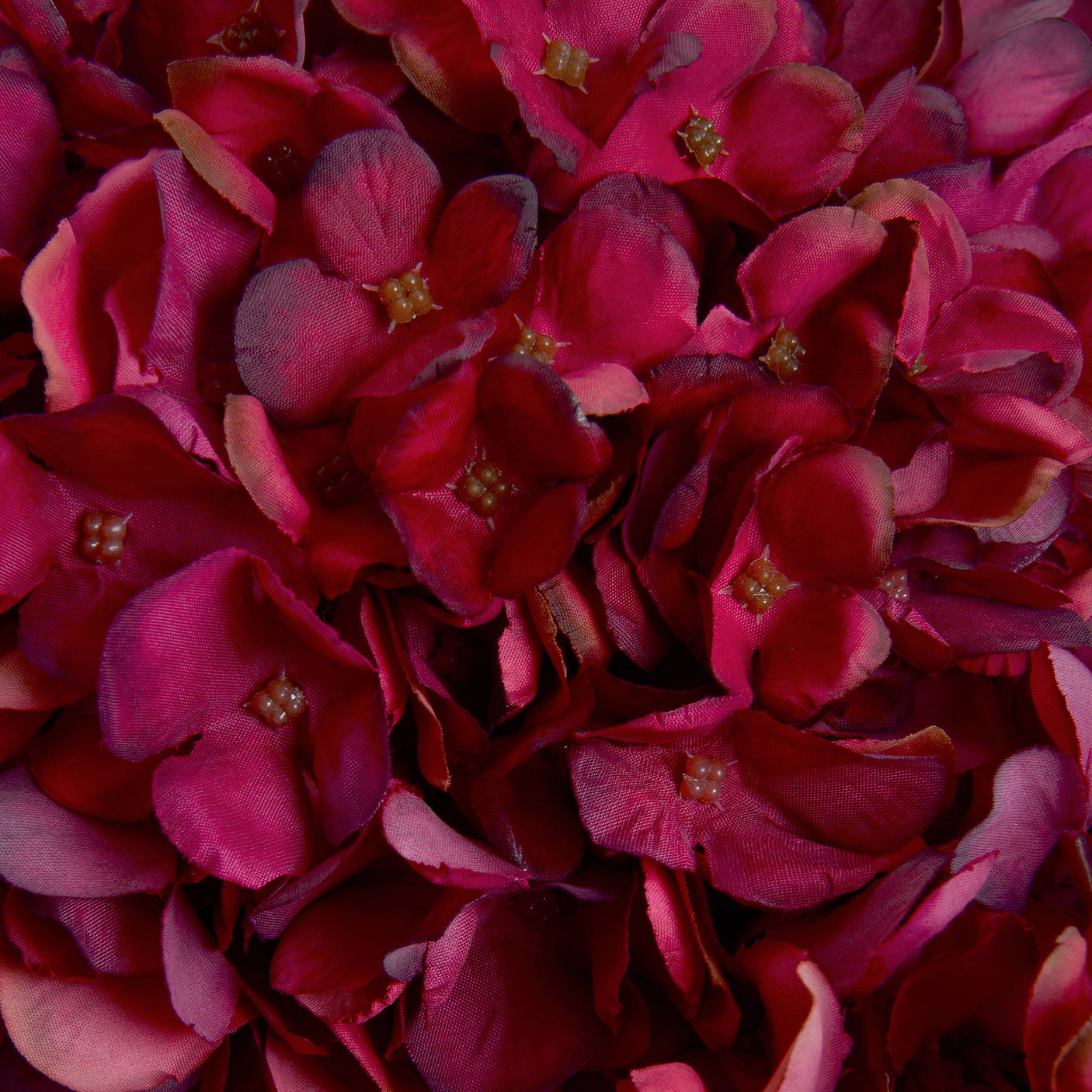 Autumn Ruby Hydrangea - Lacona Home 