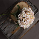 Autumn White Hydrangea - Lacona Home 