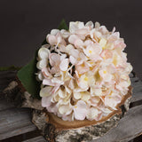 Autumn White Hydrangea - Lacona Home 