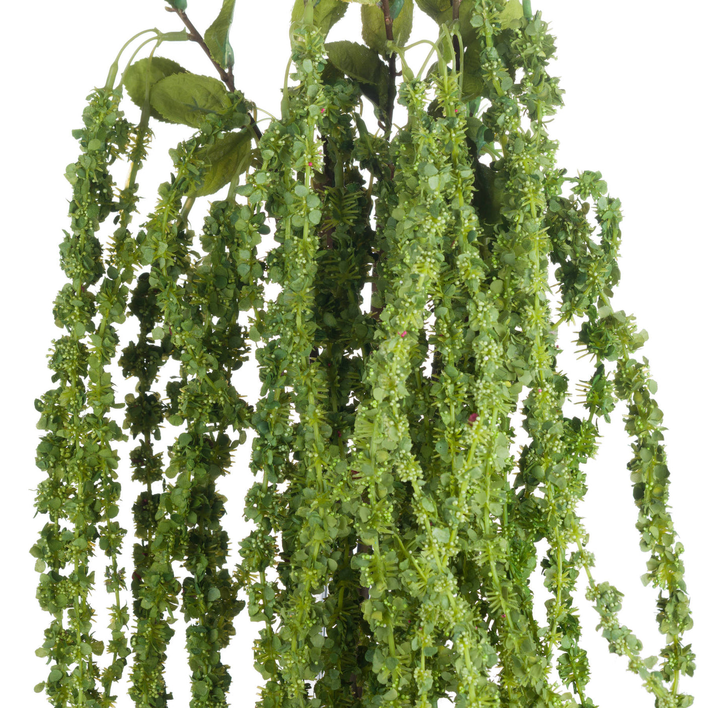 Green Amaranthus - Lacona Home 