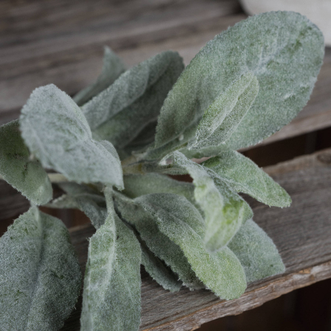 Lambs Ear Spray - Lacona Home 