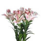 Stargazer Lily - Lacona Home 