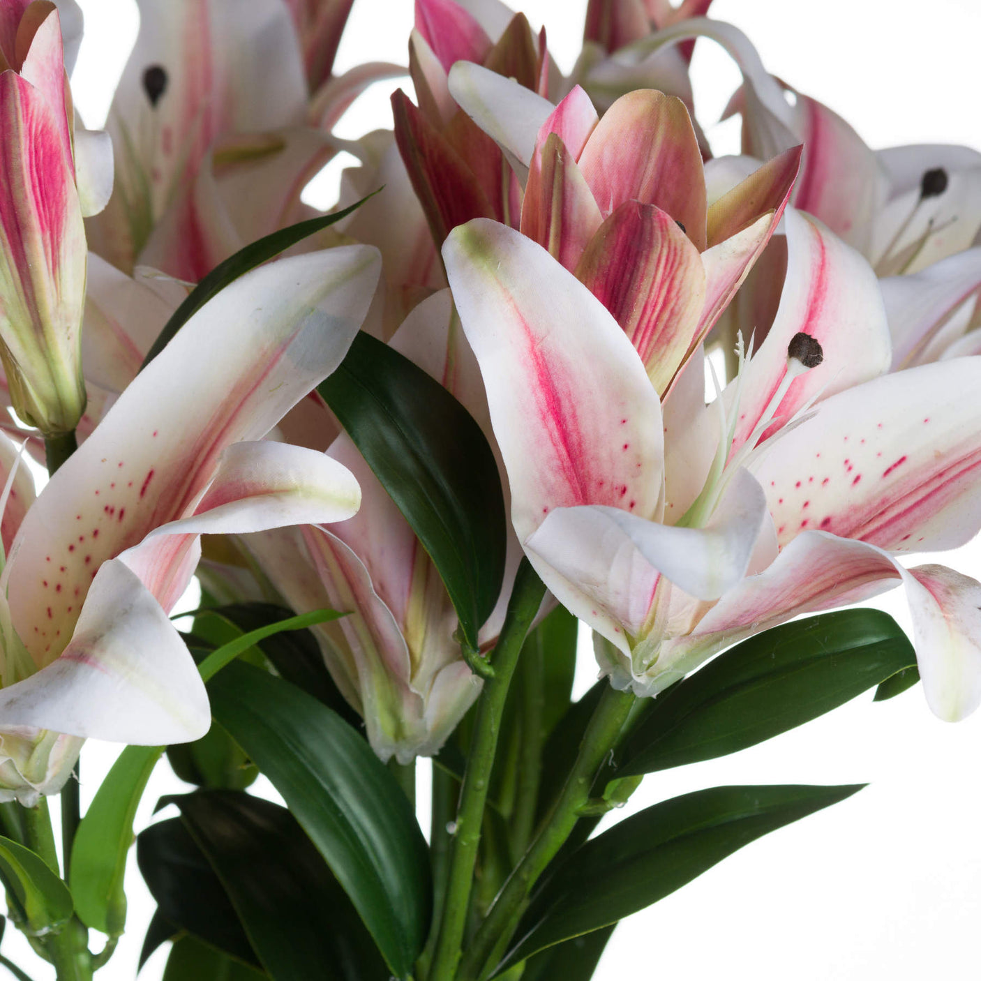 Stargazer Lily - Lacona Home 