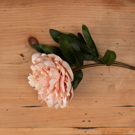 Peach Peony Rose - Lacona Home 