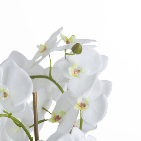 Large White Orchid And Fern Garden In Rootball - Lacona Home 