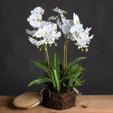 Large White Orchid And Fern Garden In Rootball - Lacona Home 