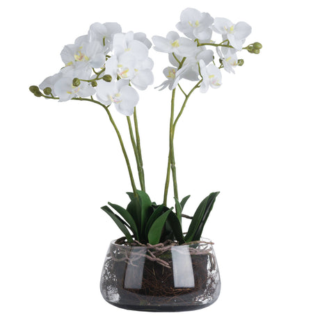 White Orchid In Glass Pot - Lacona Home 