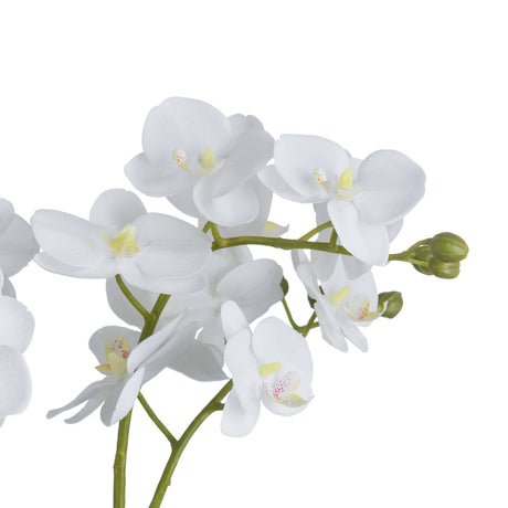 White Orchid In Glass Pot - Lacona Home 