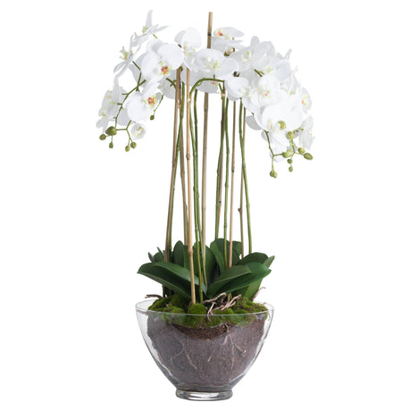 Large White Orchid In Glass Pot - Lacona Home 