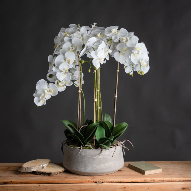 Large White Orchid In Stone Pot - Lacona Home 