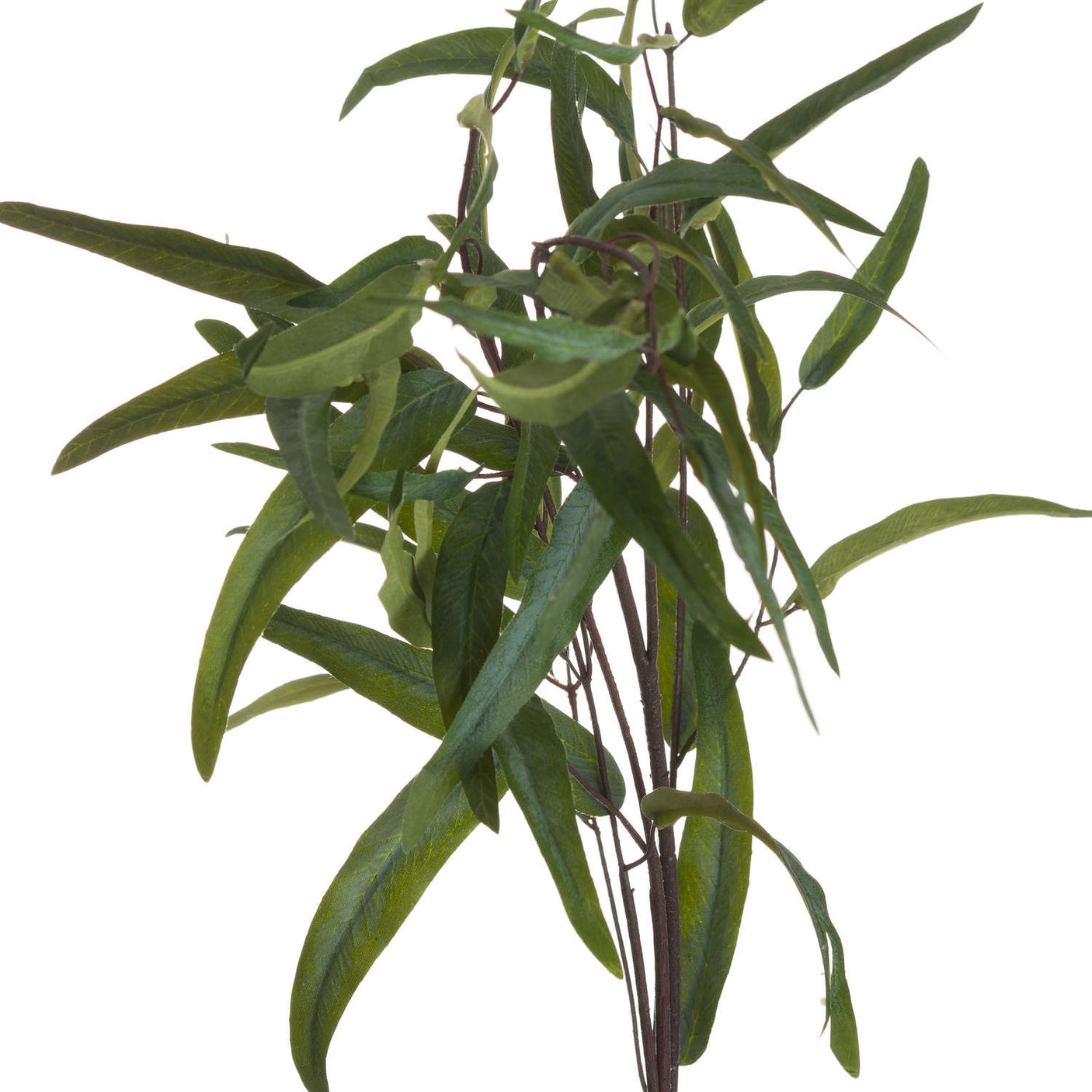 Eucalyptus Nicholii Spray - Lacona Home 