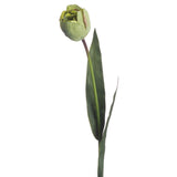 Green Tulip - Lacona Home 