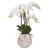 Large Stone Potted Orchid With Roots - Lacona Home 