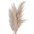 Cream Pampas grass - Lacona Home 