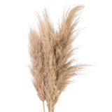 Butter Pampas Grass - Lacona Home 