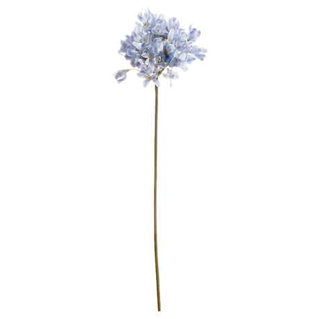 Light Blue Large Headed Agapanthus - Lacona Home 