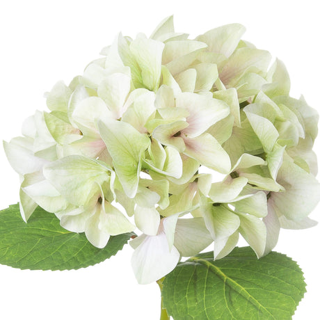 Shabby Green Single Hydrangea - Lacona Home 