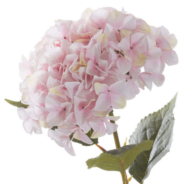 Giant Pink Hydrangea - Lacona Home 