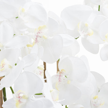 Large White Tall Orchid In Glass Pot - Lacona Home 