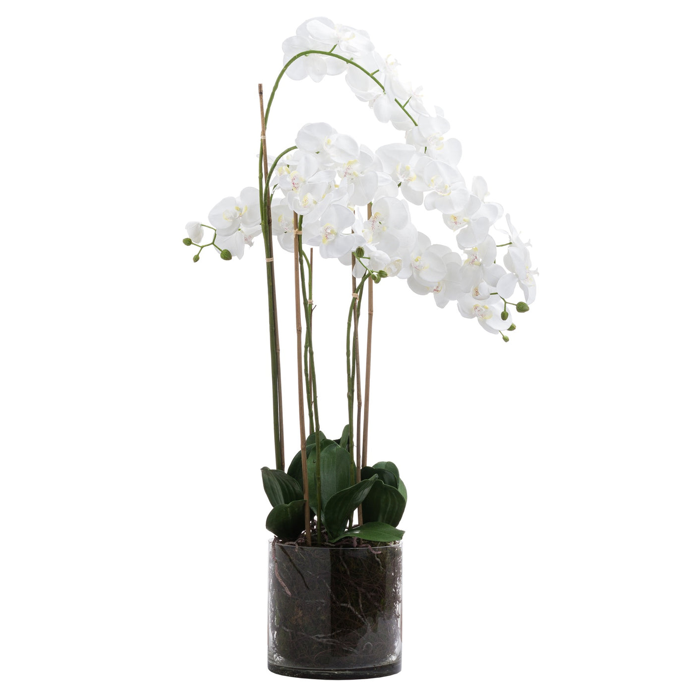 Large White Tall Orchid In Glass Pot - Lacona Home 