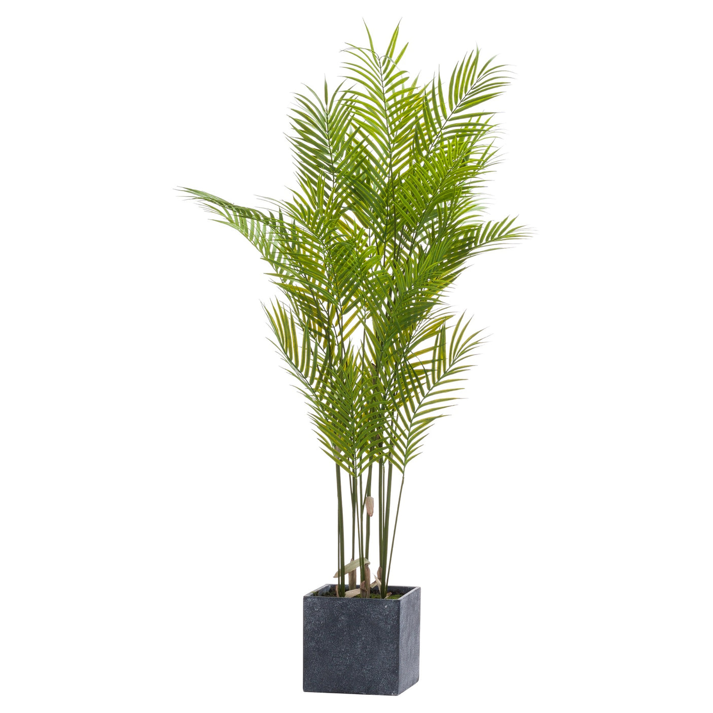 Large Paradise Potted Palm - Lacona Home 