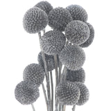 Dried Grey Billy Ball Bunch of 20 - Lacona Home 