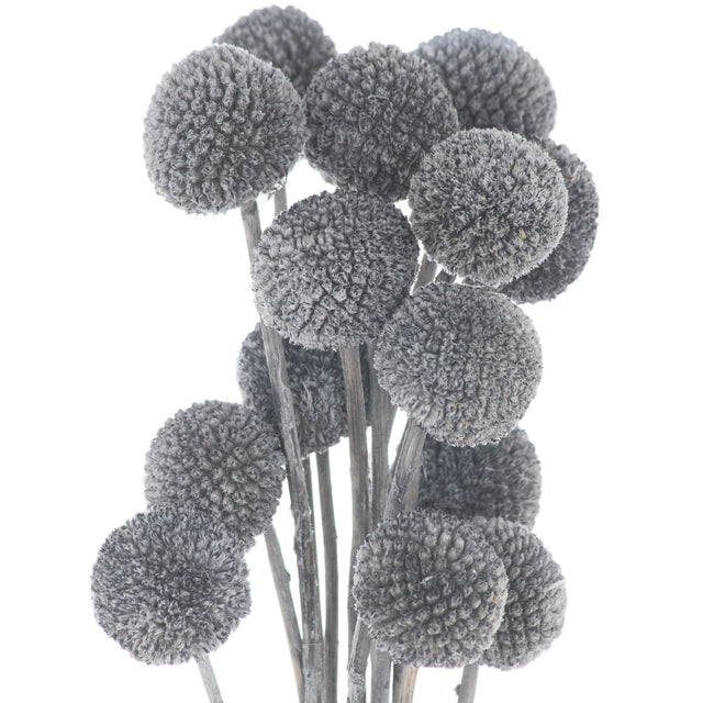 Dried Grey Billy Ball Bunch of 20 - Lacona Home 