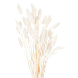 Dried White Bunny Tail Bunch of 60 - Lacona Home 