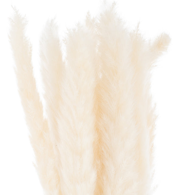 Mini White Pampas Grass Bunch of 15 - Lacona Home 