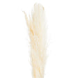 Cream Pampas Grass Stem - Lacona Home 