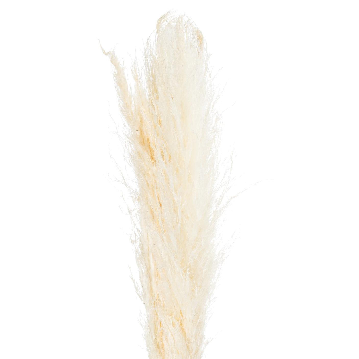 Cream Pampas Grass Stem - Lacona Home 