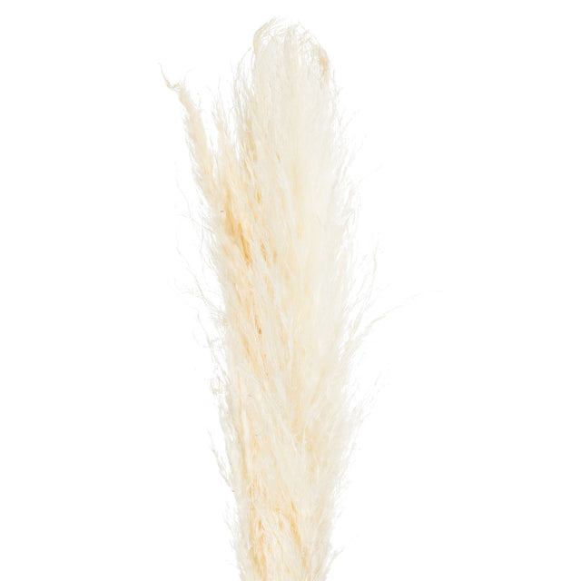 Cream Pampas Grass Stem - Lacona Home 