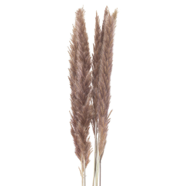 Mini Natural Pampas Grass Bunch of 15 - Lacona Home 