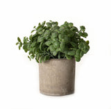 Basil Plant In Stone Effect Pot - Lacona Home 