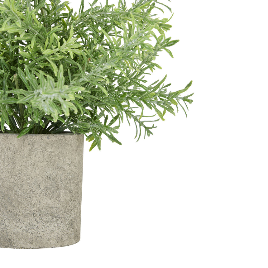 Rosemary Plant In Stone Effect Pot - Lacona Home 