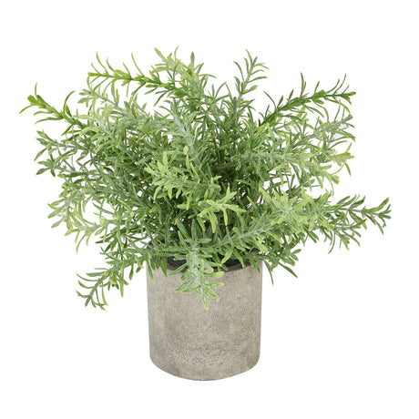 Rosemary Plant In Stone Effect Pot - Lacona Home 