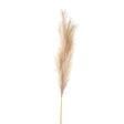 Bleached Large Faux Pampas Grass Stem - Lacona Home 