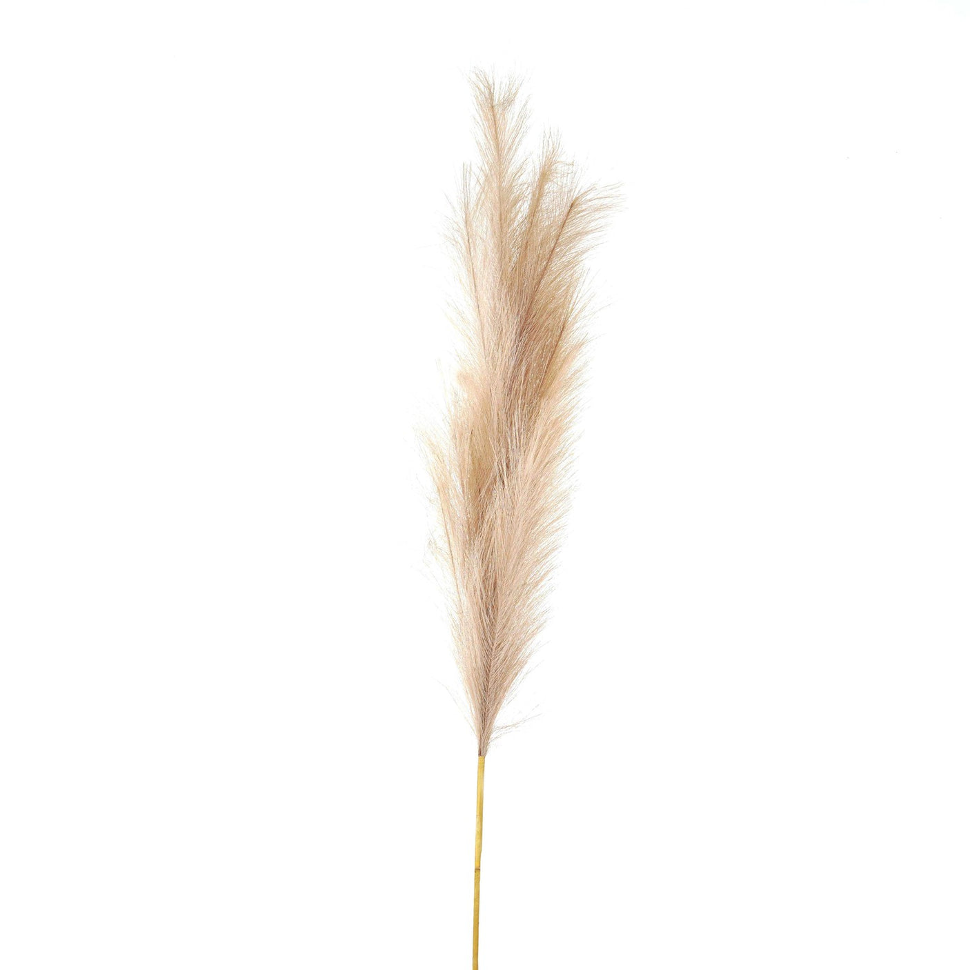 Bleached Large Faux Pampas Grass Stem - Lacona Home 