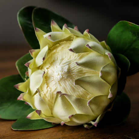 Large White Protea - Lacona Home 