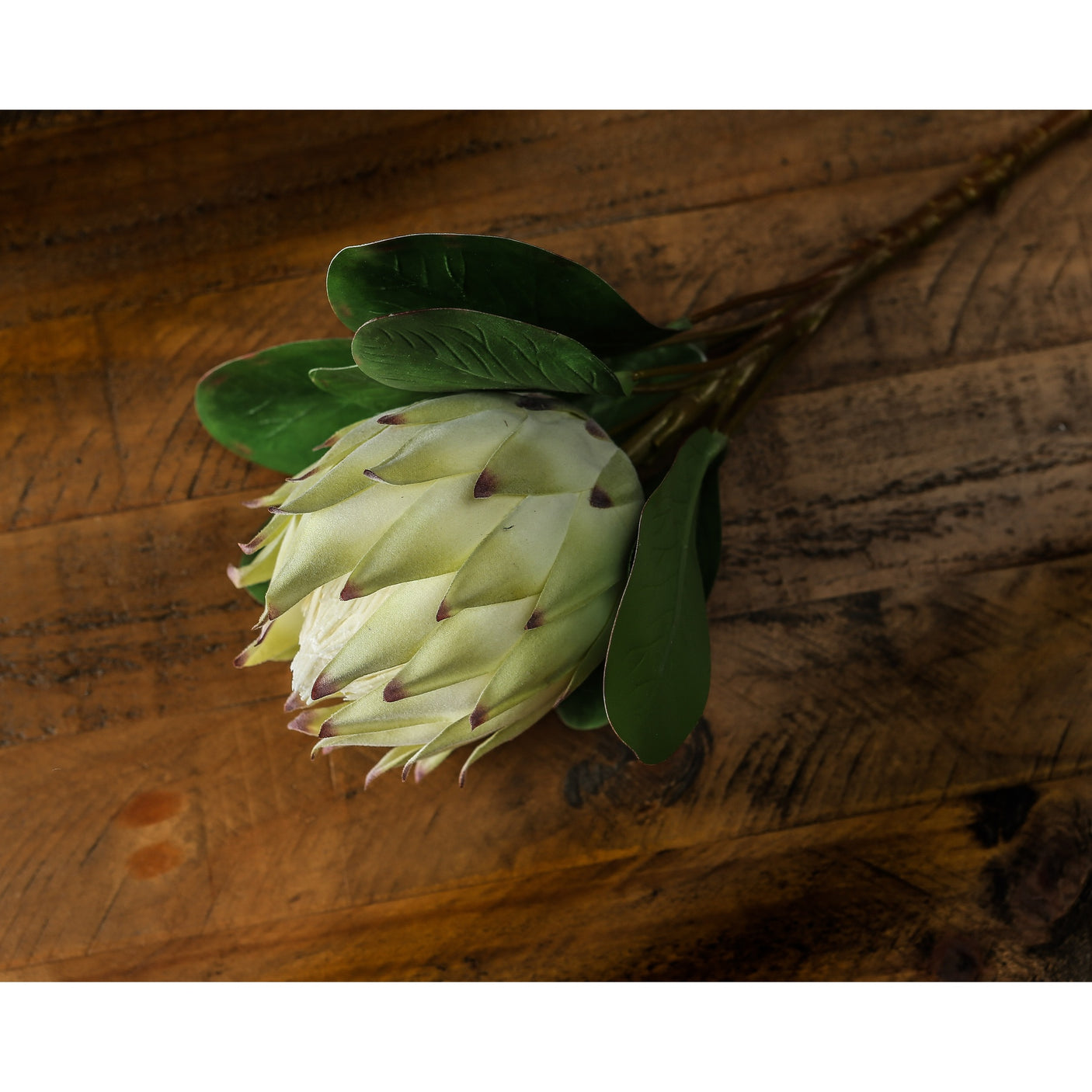 Large White Protea - Lacona Home 